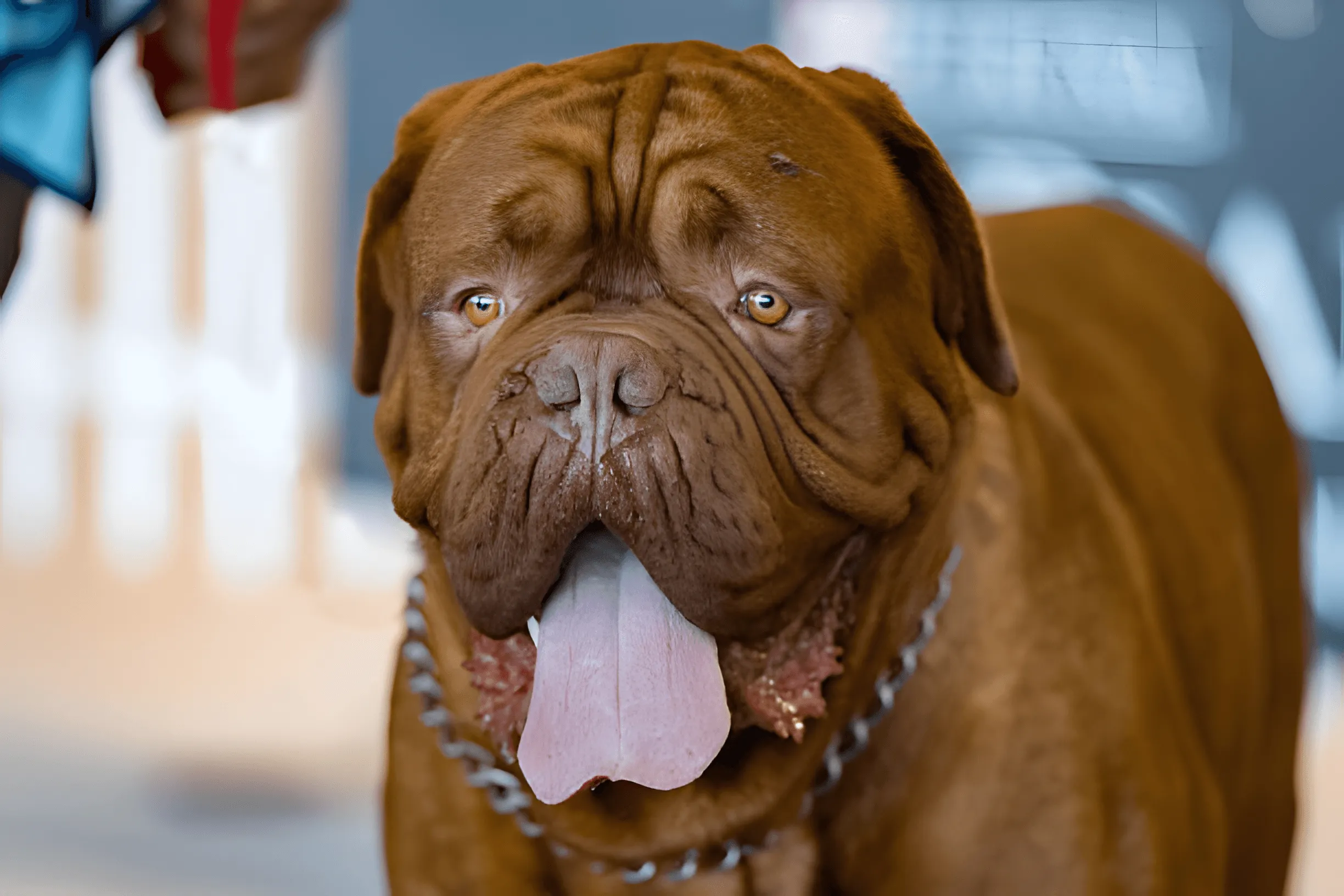 Bordeaux Dog: charmig brutal och lojal vän