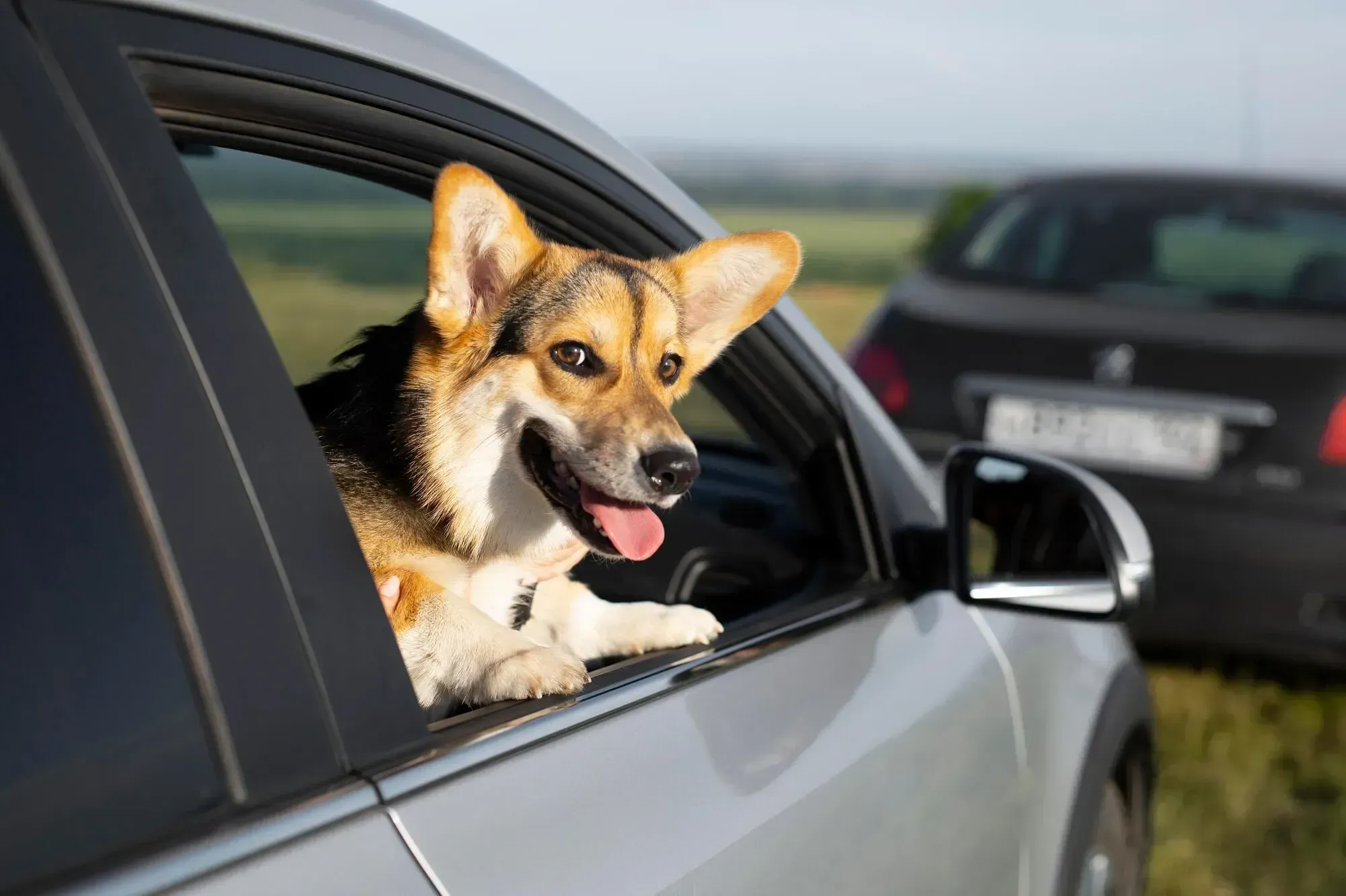 Hundmat på resan: vad ska man ta med sig?