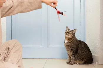 De vanligaste frågorna om kattföräldraskap