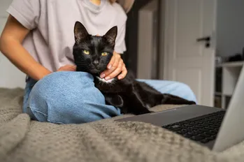 Tecken på stress hos en katt: hur man känner igen?