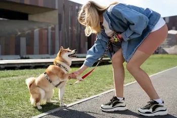 Träna en hund på egen hand