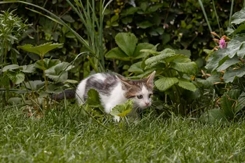 Vilka är farorna med fästingar för en katt?