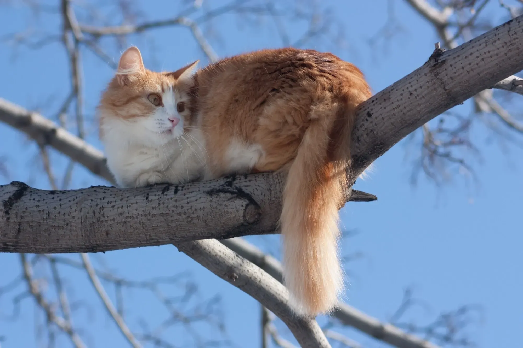 Trädfälla: varför kan inte katter alltid ta sig ner från trädet?